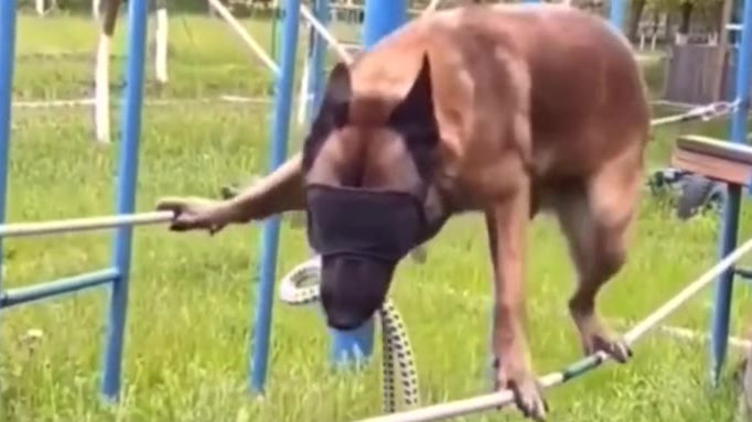警犬还要训练这个!?太厉害了...